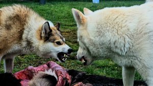 Лайки на трофеях