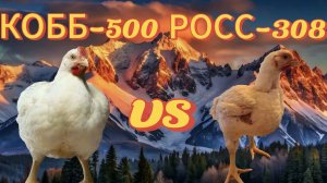 Лучший кросс бройлера! Это?