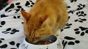 С Днём рождения Бароша 27/10/25 Барону 5 лет