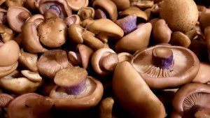 Ценные породы грибов.