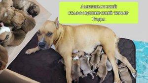 Роды Стаффорда.Предвестники родов собак .Беременность Стаффорда