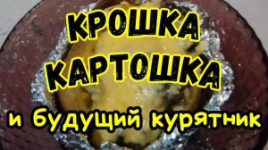 Строим курятник и готовим Крошку Картошку