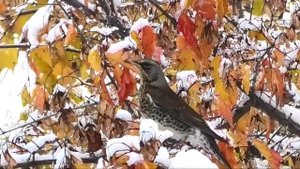 Налилась свинцом рябина