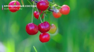 ИСЦЕЛЕНИЕ Кровеносных Сосудов*Исцеление Капилляров, Вен, Артерий*Скрытые Аффирмации*Саблиминал