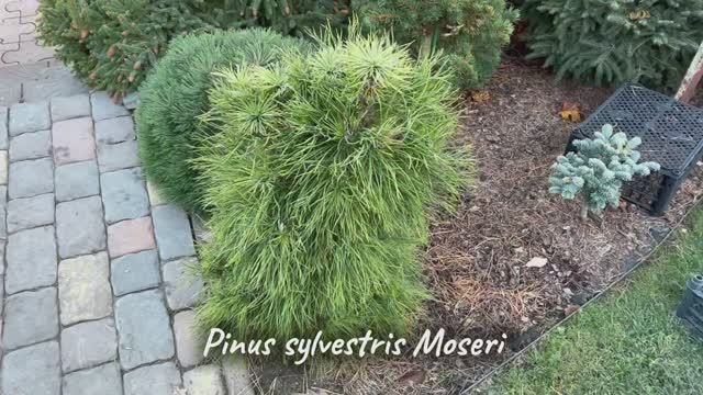 Pinus sylvestris Moseri