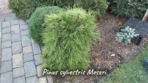 Pinus sylvestris Moseri