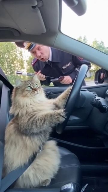 Пример видео в Sora2 : Кот нарушитель