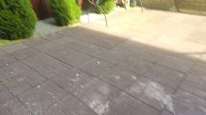 прогулка с зевсом