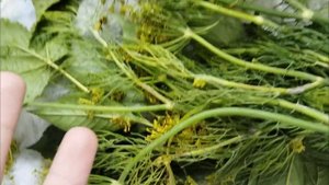 Закатываем огурцы 🥒 (летние видео 🎞️)