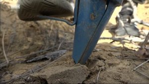 Больше 6,5 миллиона новых деревьев высадили в Иркутской области