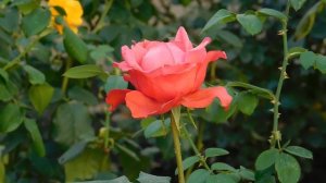 26=10=2025  ХБК -=- СБС  пвн   (238)