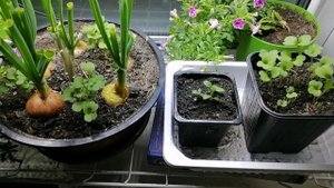 Что можно вырастить на подоконнике? Мой огород