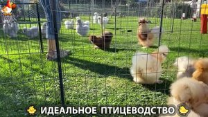Идеальное птицеводство достойно восхищения 🐓🦆🦢🦚🦃🐔 эпизод (383)