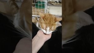 Ужин 33 кошек. Тормошу Чмоки, а Цыпленка кормлю с ладошки. Приют Петербург