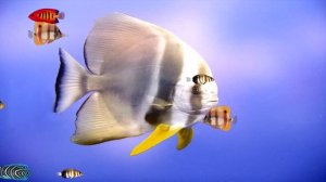 ФУТАЖ - ПОДВОДНЫЙ МИР