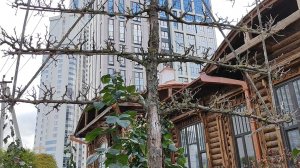 Субботняя прогулка по Екатеринбург СИТИ/ Утки на реке Исеть/