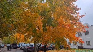 Золотые краски осени! 🍁🍁🍁