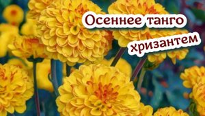 Бал хризантем 2025