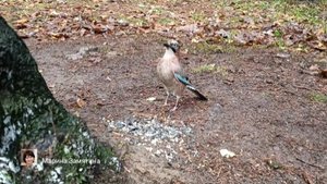 Экотерапия 48 серия.