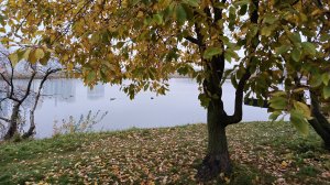Глупая осень. Из альбома ,, Осенний лист 🍁,,  текст, исполнение автора.