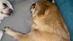 Всем самой доброй ночи и прекрасных снов.