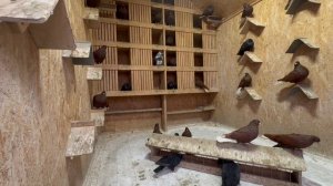 Голуби Коткова А.П., г. Бугуруслан Красные белохвостые