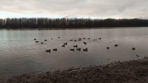 Утки на реке Волхов. Конец октября 2025.