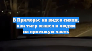 В Приморье на видео сняли, как тигр вышел к людям на проезжую часть