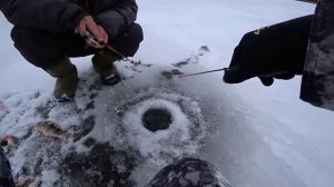 Старица Пяку-Пура Окунь ,щука Жерлицы октябрь 2025г