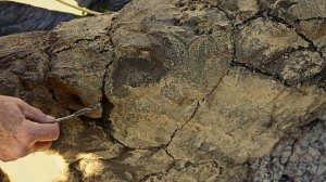 Оформление клумбы.