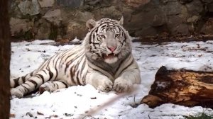 Тигренок Кови поиграл с льдиной, попинал мячик и подошел поближе поздороваться.