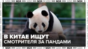 В Китае предложили заботиться о пандах за 243 тыс рублей в месяц - Москва 24