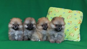 Все красотки, всех люблю. Обзор на щенков померанского шпица.