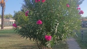 19-28 октября 2025 г Отпуск.Турция. Сиде