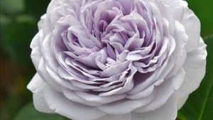 Ilias- японская роза Такинори Кимуро 2018. Серия Античность. Прекрасная роза в синих тонах.