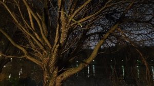 Царицыно вечером