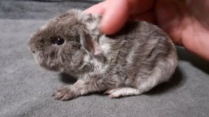 американский тедди слейт с белым (возраст 2 дня)