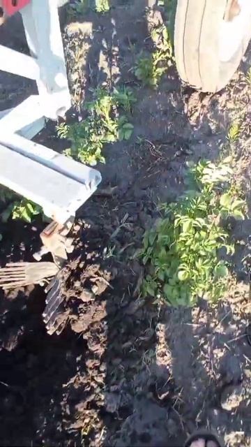 Работа окучника под рамой т16 окучивание картофеля на т16 .mp4 смотреть онлайн