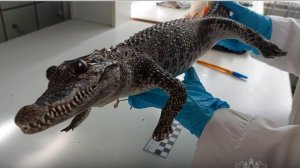 Чучело сиамского крокодила изъяли у туристки, вернувшейся из Вьетнама