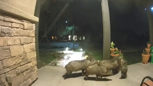 NEW! BRAIN TIME.  ДИКИЕ ЖИВОТНЫЕ, КОТОРЫЕ ЗАБЫЛИ, ЧТО ОНИ ДИКИЕ 😂