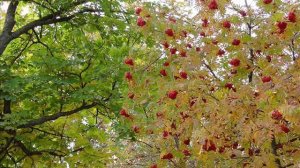 Тонкая рябина