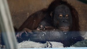 Орангутан Мишель с дочкой.