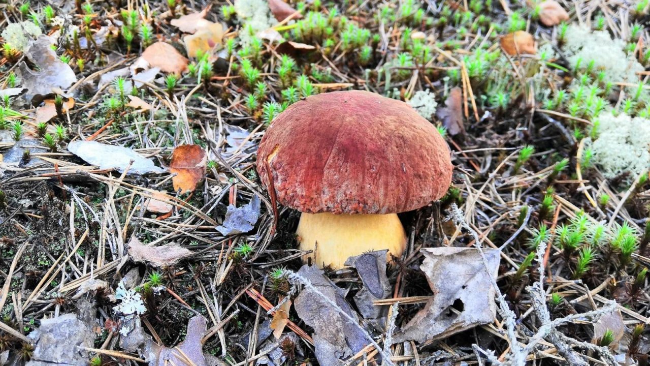 Грибник вышел на вечернюю тихую охоту за белыми грибами смотреть онлайн