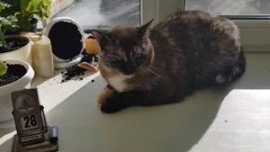 Леся и Сёма - Доигрались