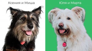 Про жизнь с терьерами. Юля Розова и Ксения Новикова в рубрике #собака_с_изюмом