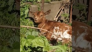 ✨Послание дня из дома Фелиция ✨