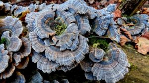 Дерево усыпанное розочками траметисов(я ещё такого не видела)