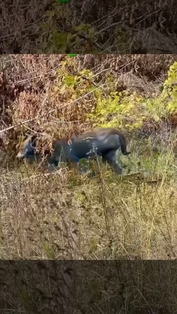 В Чернобыле обнаружили собак с синей шерстью