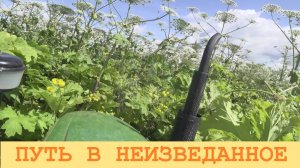 2025 Июль. Окунаюсь в море борщевика.