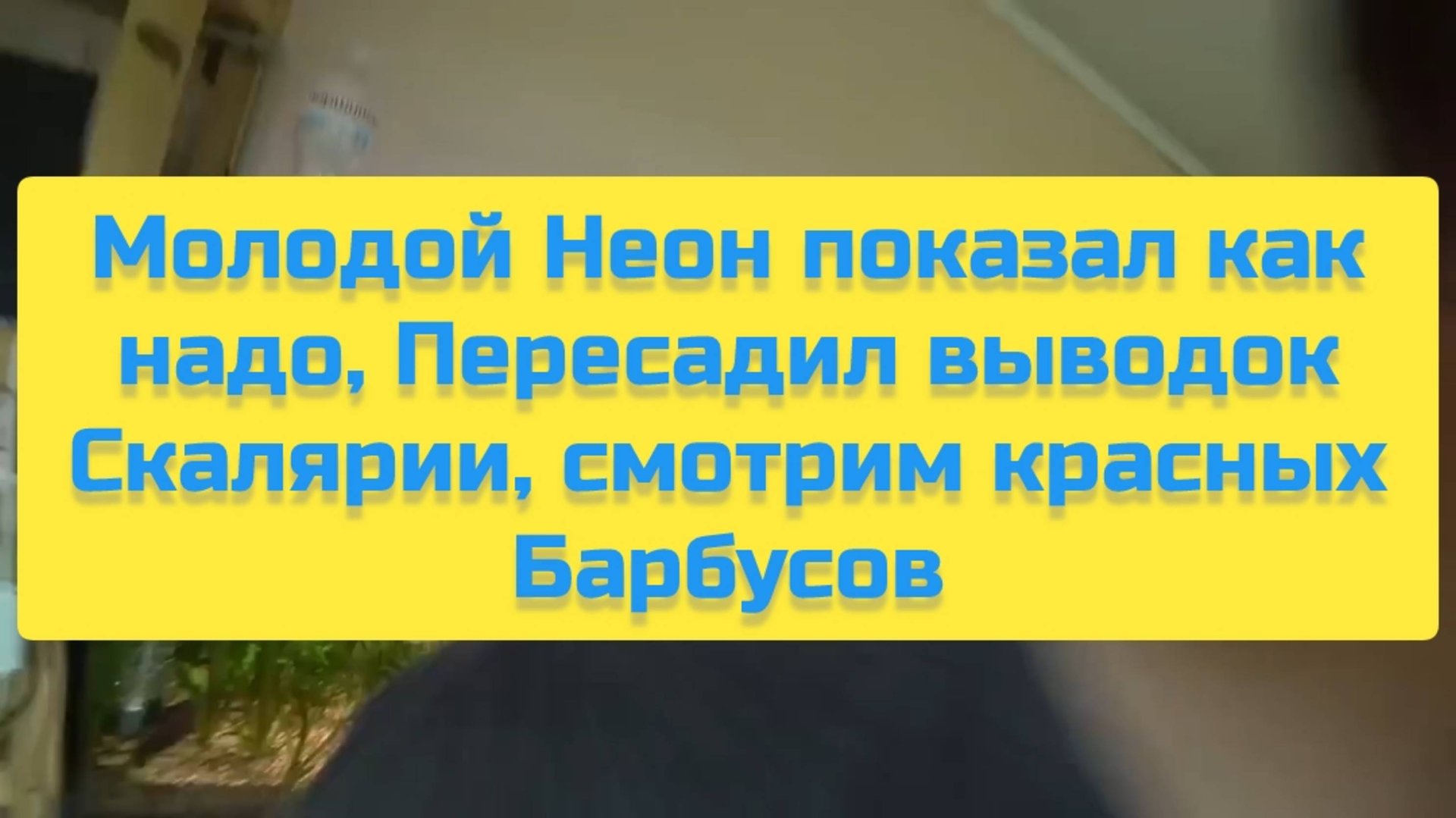 МОЛОДОЙ НЕОН ПОКАЗАЛ КАК НАДО, ПЕРЕСАДИЛ ВЫВОДОК СКАЛЯРИИ, СМОТРИМ КРАСНЫХ БАРБУСОВ смотреть онлайн
